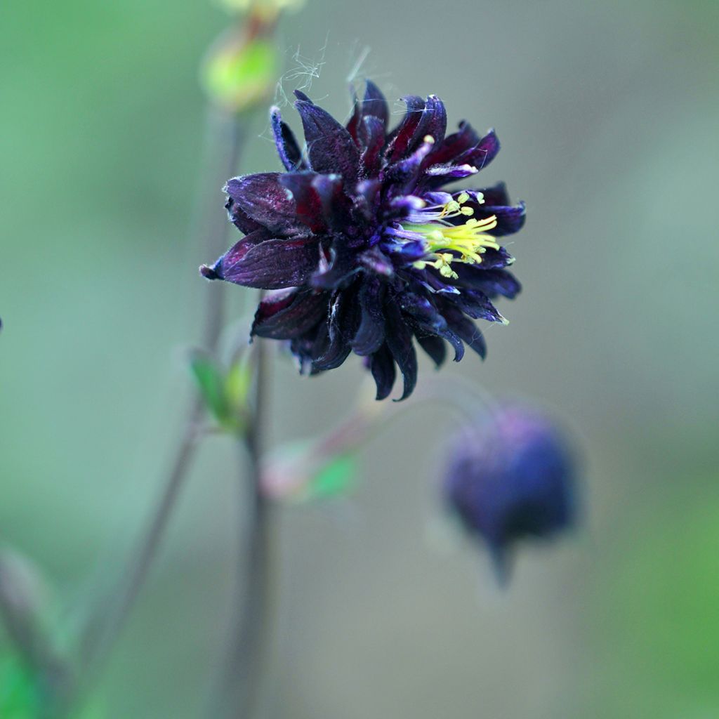 Ancolie hybride Black Barlow - Aquilegia Black Barlow