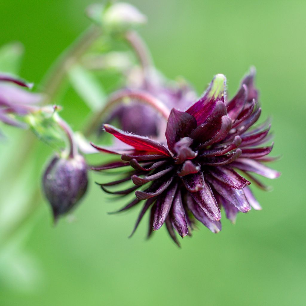 Ancolie hybride Black Barlow - Aquilegia Black Barlow