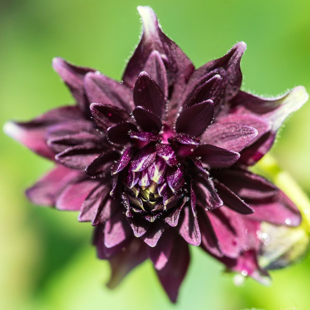 Ancolie hybride Black Barlow - Aquilegia Black Barlow