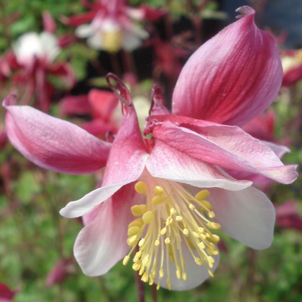 Ancolie Crimson Star (rouge et blanche) - Aquilegia vulgaris