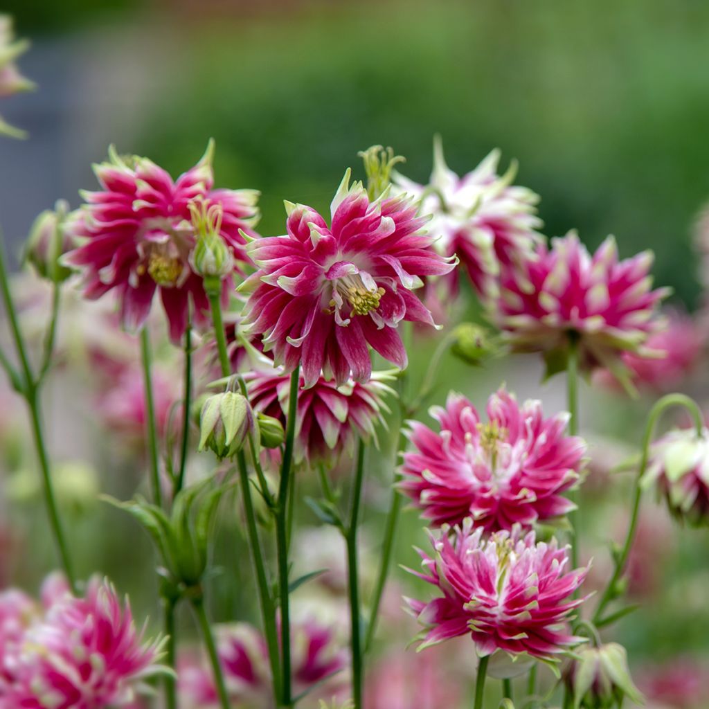 Ancolie hybride Nora Barlow - Aquilegia Nora Barlow