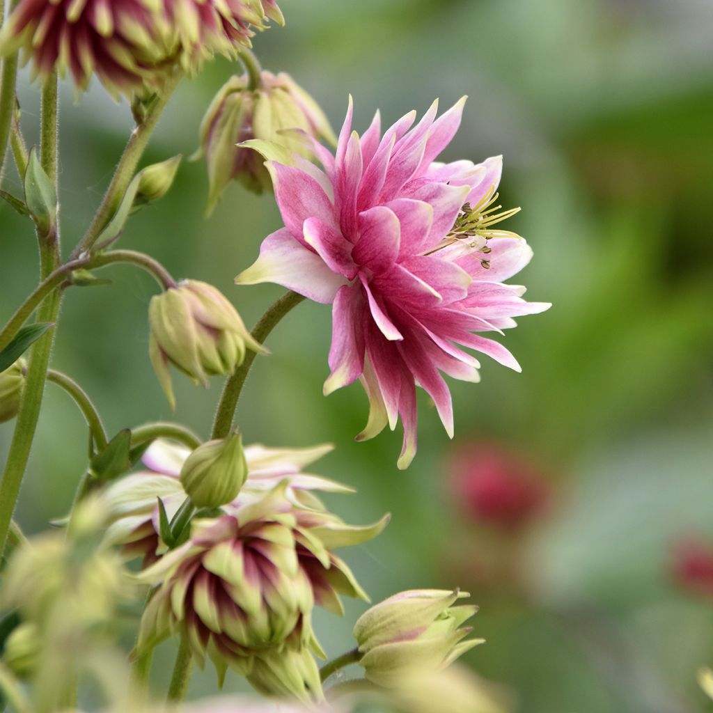 Ancolie hybride Nora Barlow - Aquilegia Nora Barlow