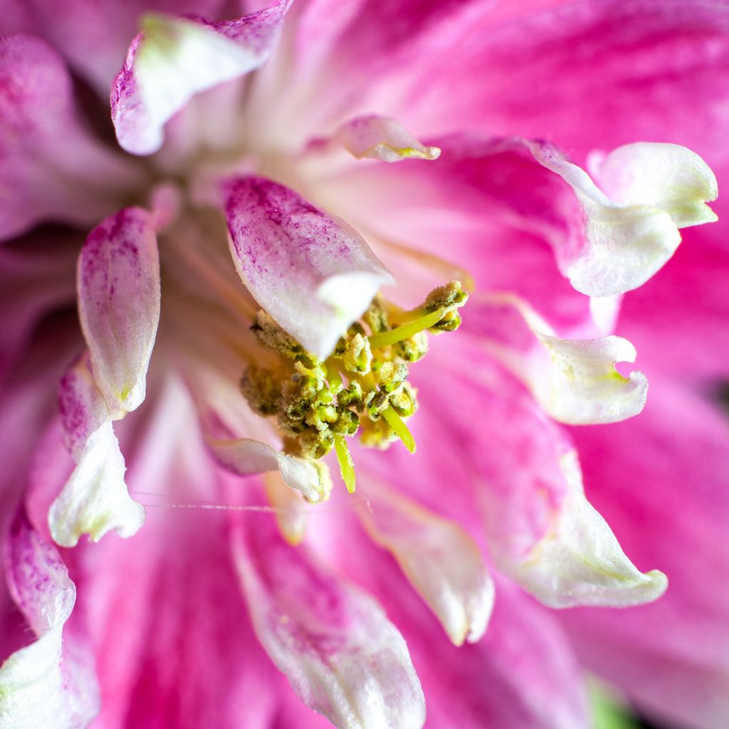 Ancolie hybride Nora Barlow - Aquilegia Nora Barlow