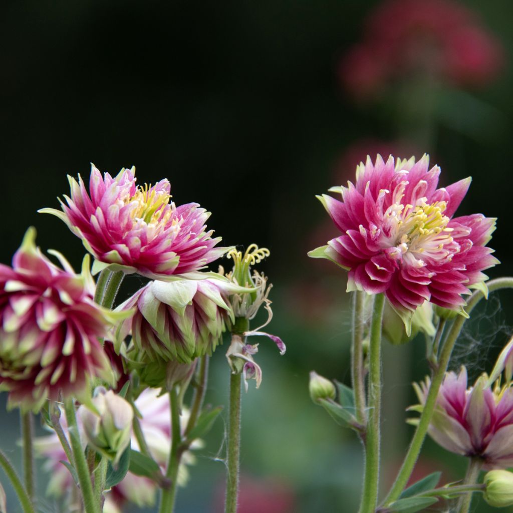 Ancolie hybride Nora Barlow - Aquilegia Nora Barlow