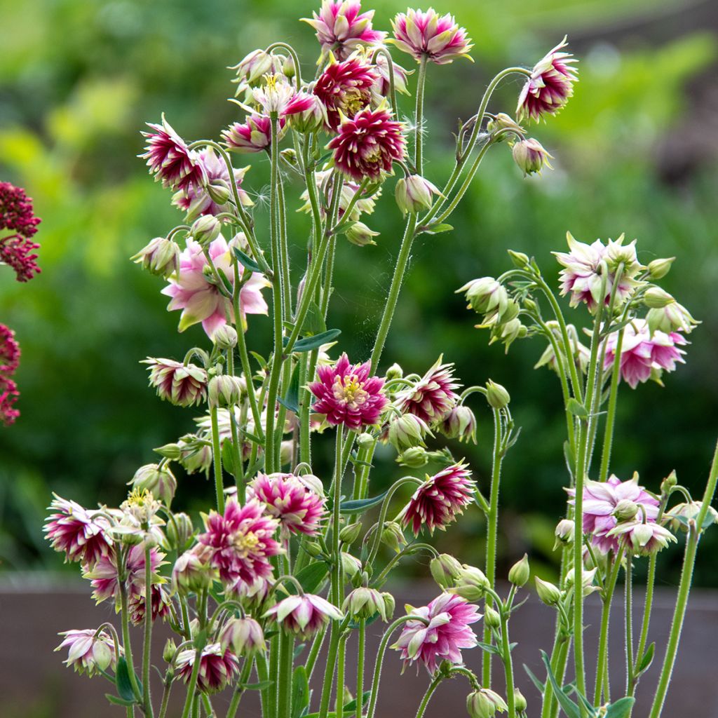 Ancolie hybride Nora Barlow - Aquilegia Nora Barlow