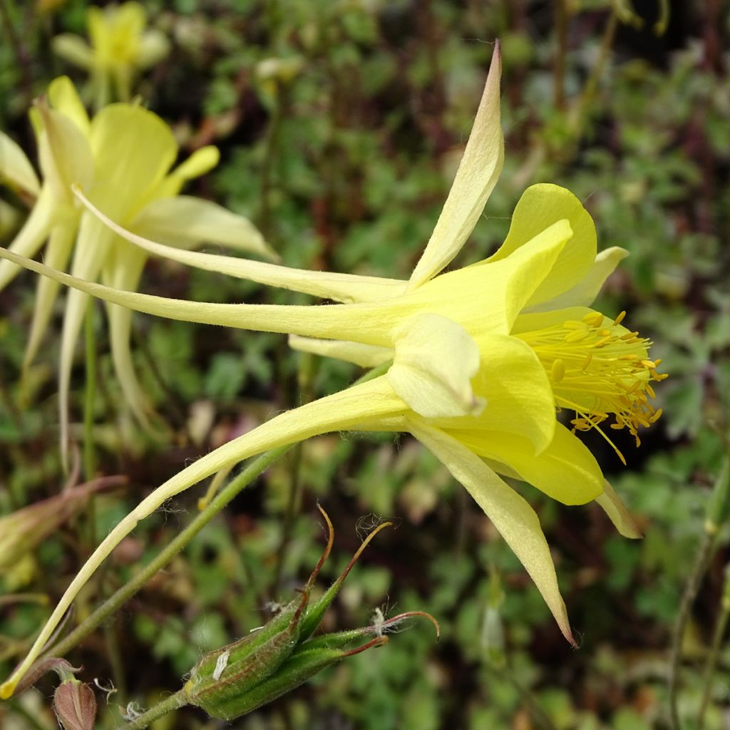 Ancolie jaune - Aquilegia chrysantha Yellow Queen