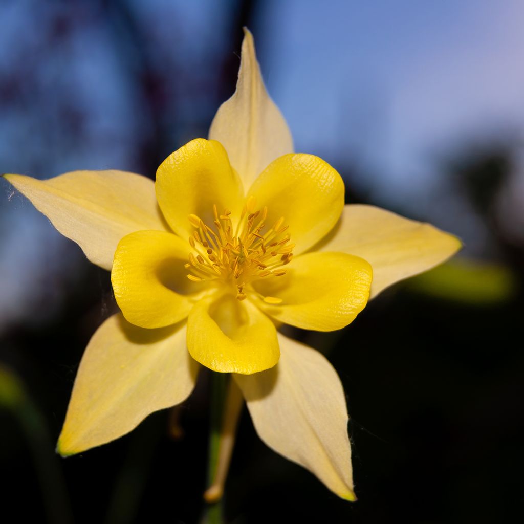 Ancolie jaune - Aquilegia chrysantha Yellow Queen