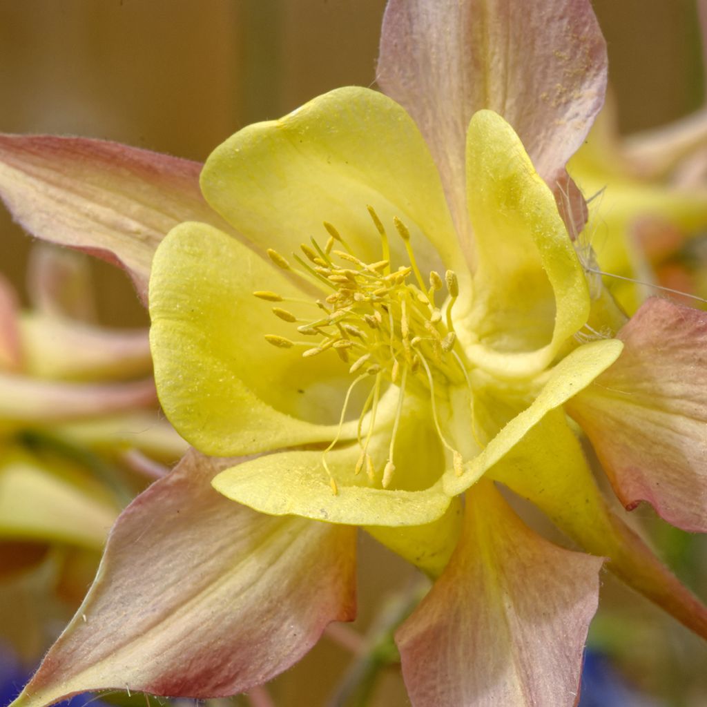 Ancolie jaune - Aquilegia chrysantha Yellow Queen