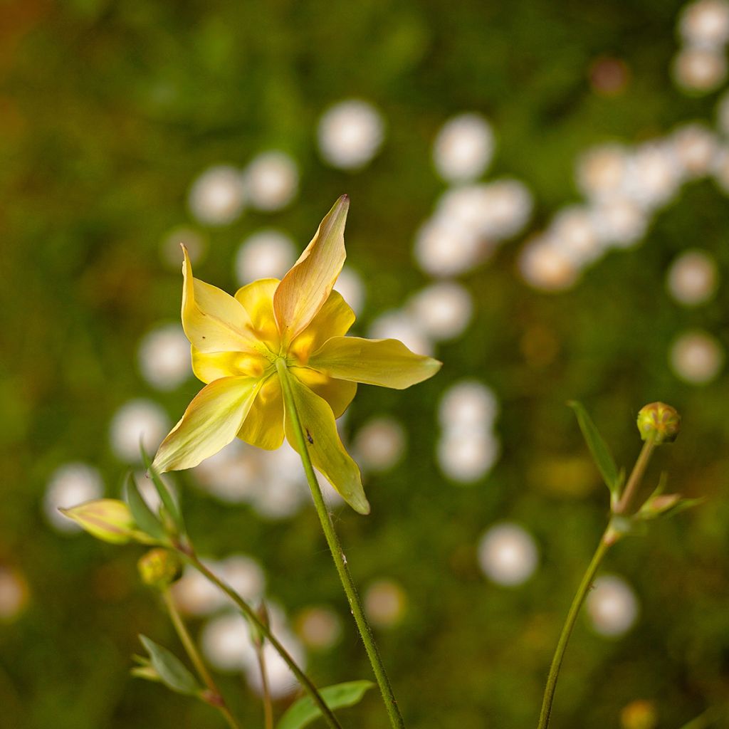 Ancolie jaune - Aquilegia chrysantha Yellow Queen