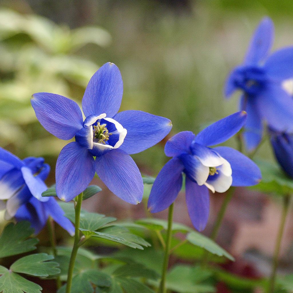 Ancolie naine - Aquilegia flabellata Cameo Blue and White