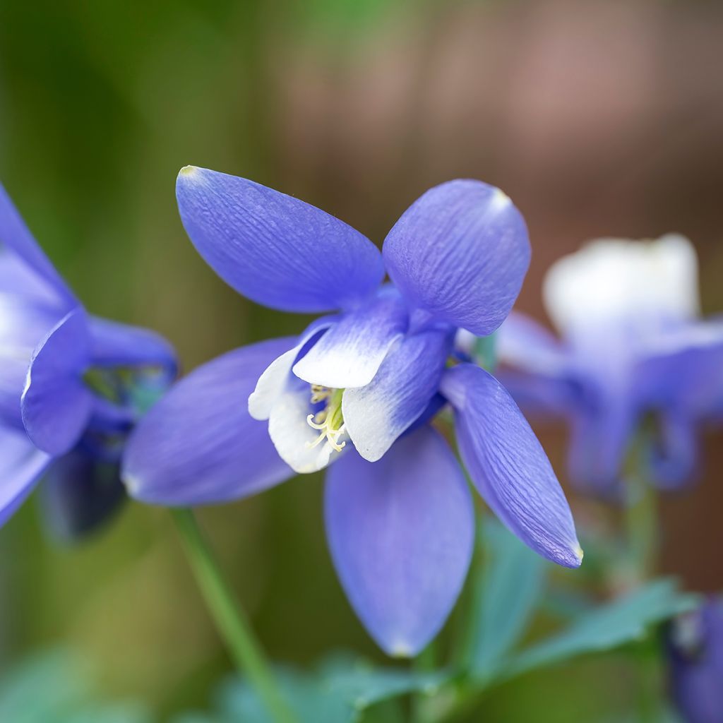 Ancolie naine - Aquilegia flabellata Cameo Blue and White