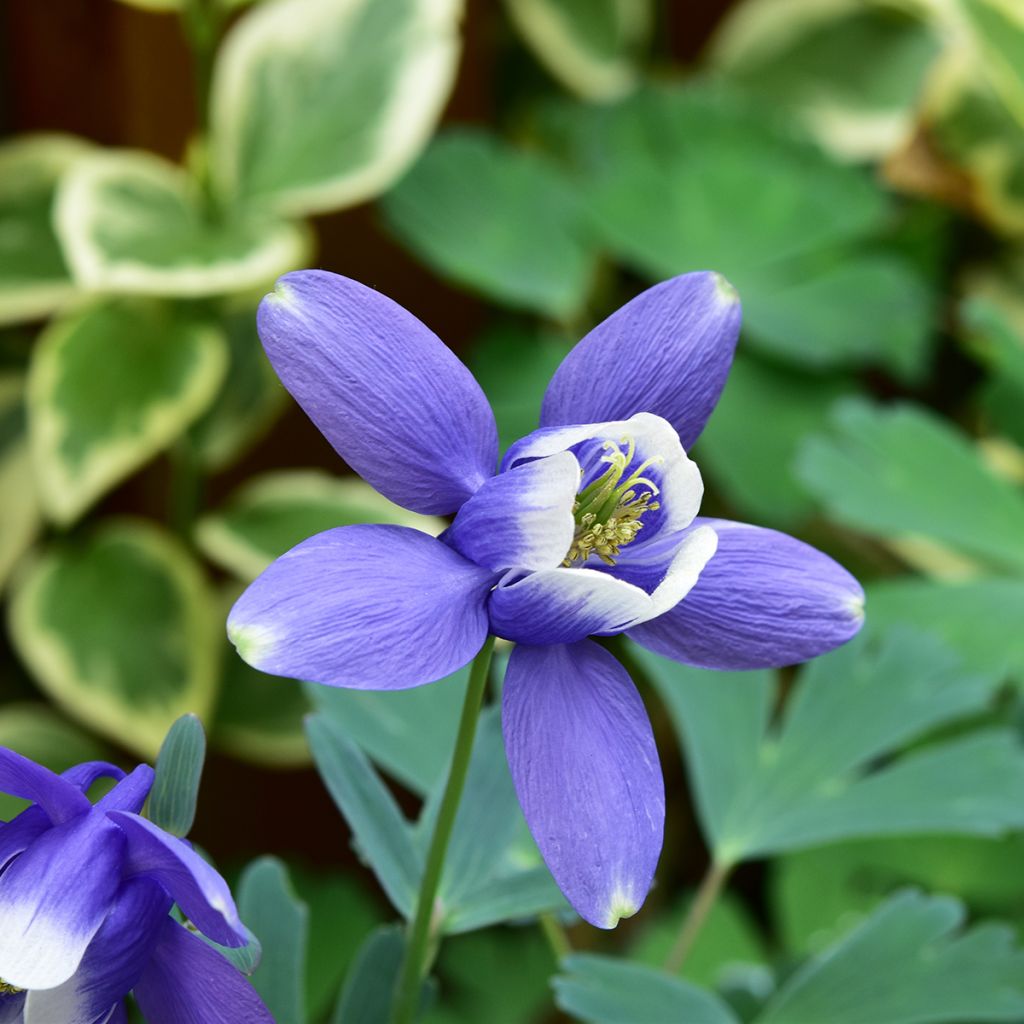 Ancolie naine - Aquilegia flabellata Cameo Blue and White