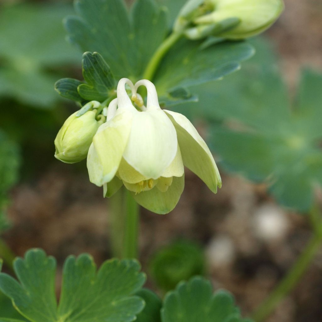 Ancolie naine - Aquilegia flabellata Cameo White