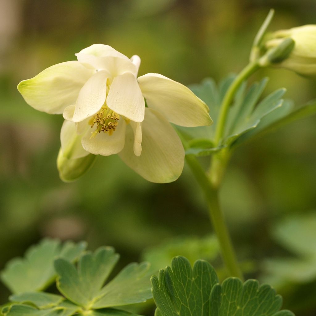 Ancolie naine - Aquilegia flabellata Cameo White