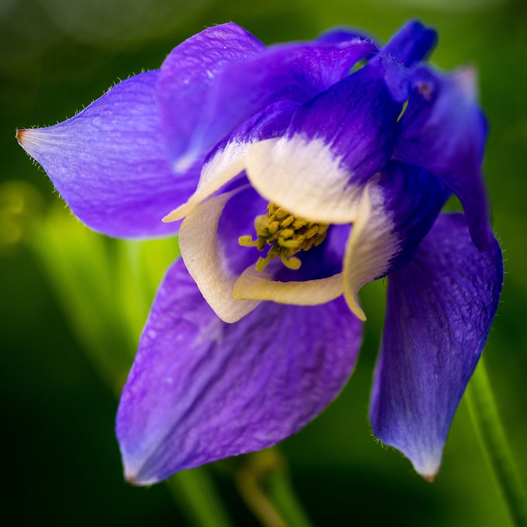 Ancolie naine - Aquilegia flabellata Ministar