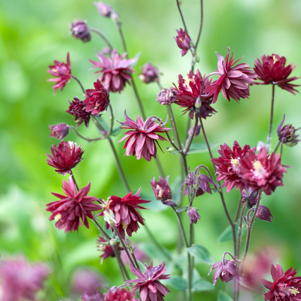 Ancolie vulgaris Ruby Port