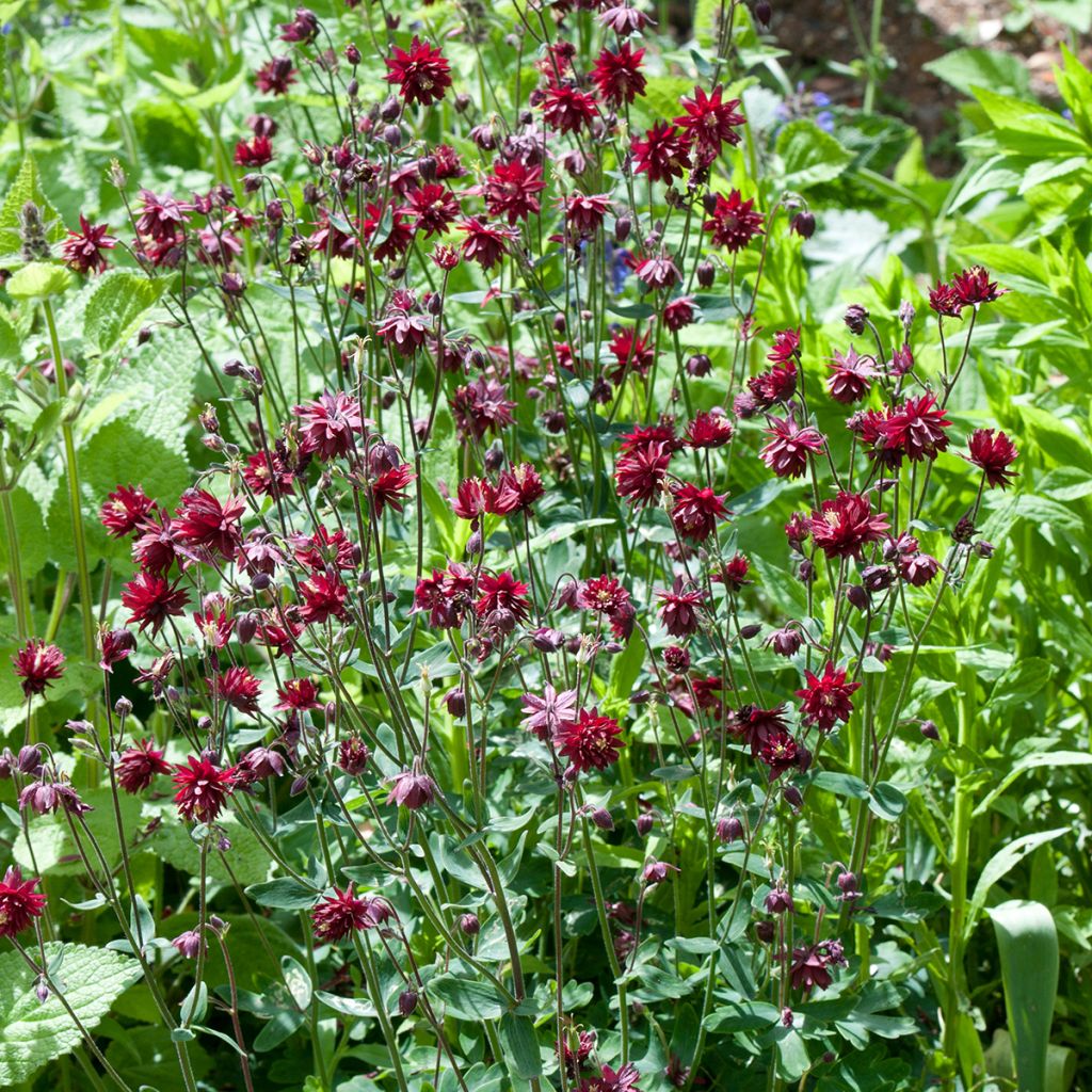 Ancolie vulgaris Ruby Port