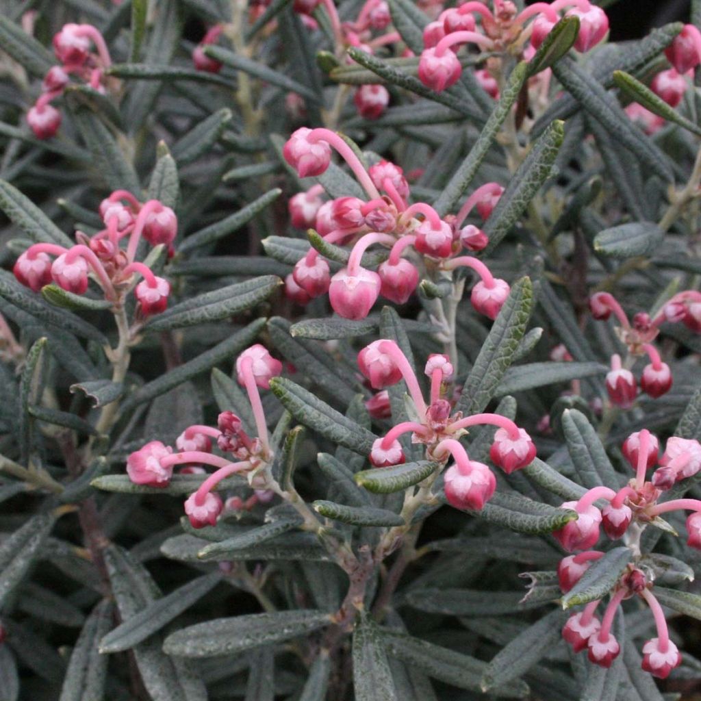 Andromède à feuilles de Podium - Andromeda polifolia Blue Lagoon