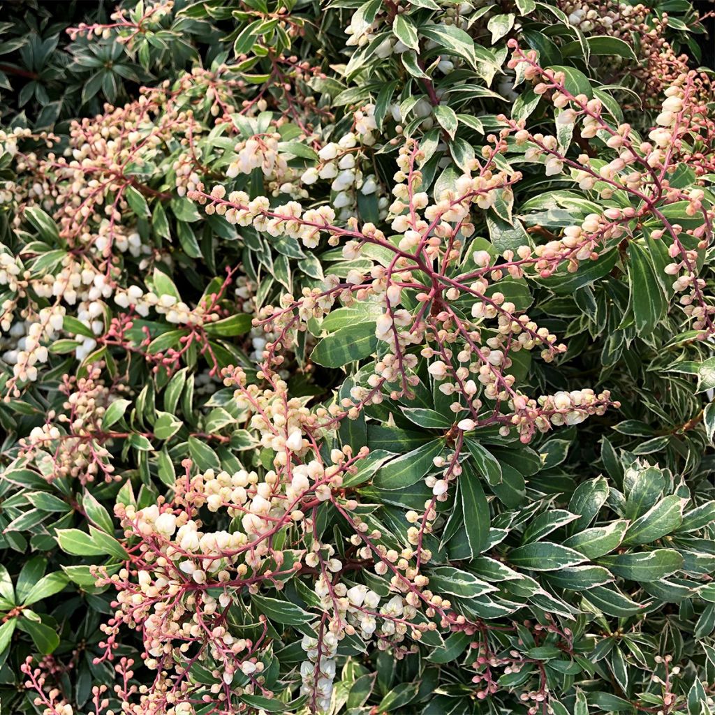 Andromède du Japon - Pieris japonica Little Goldy