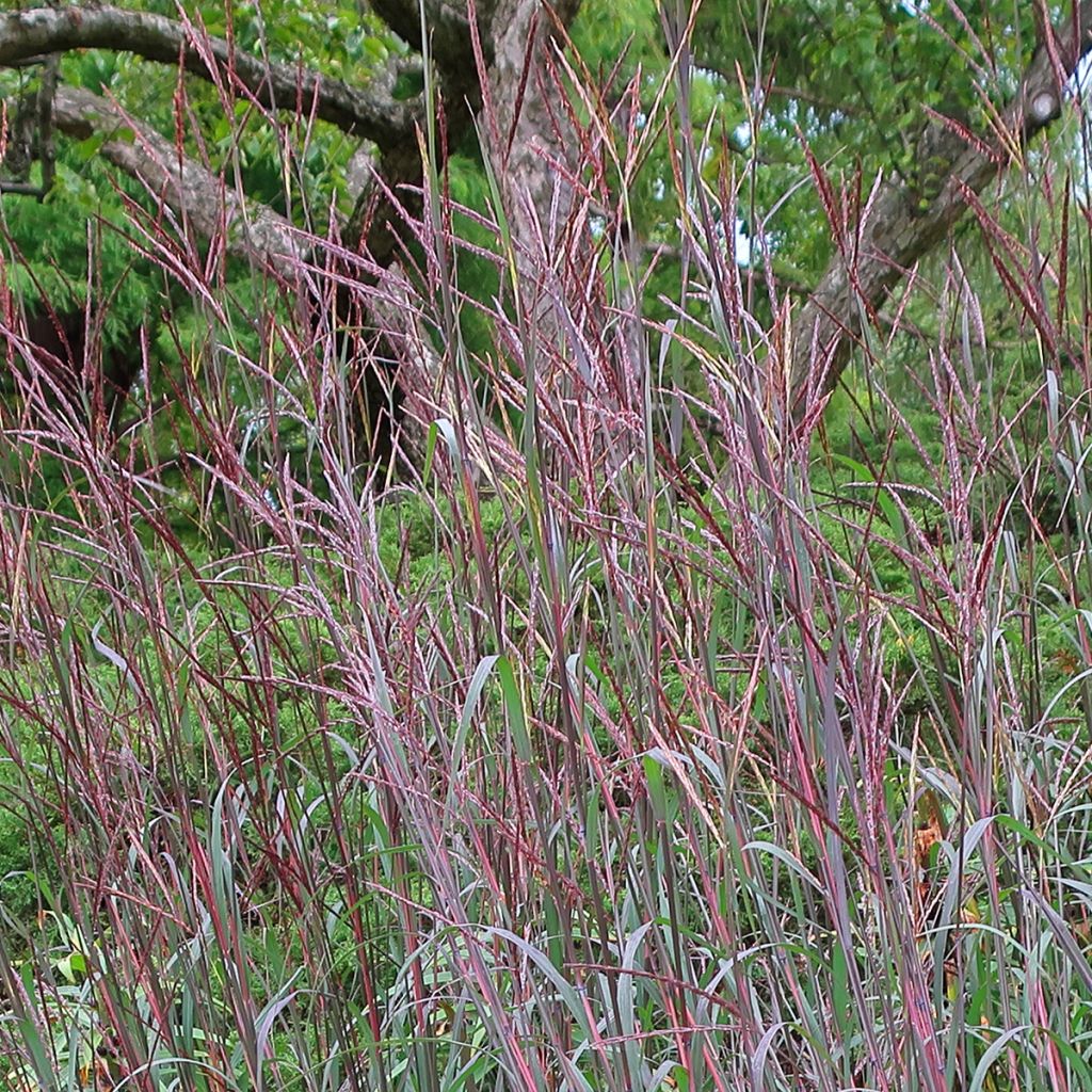 Andropogon gerardii Blacklawks - Barbon de Gérard