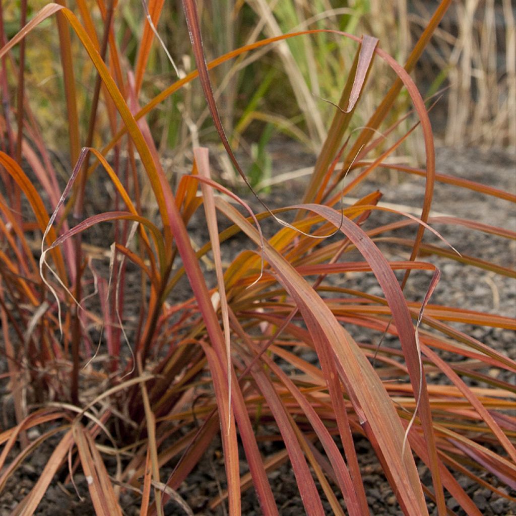 Andropogon gerardii Red October - Barbon de Gerard 