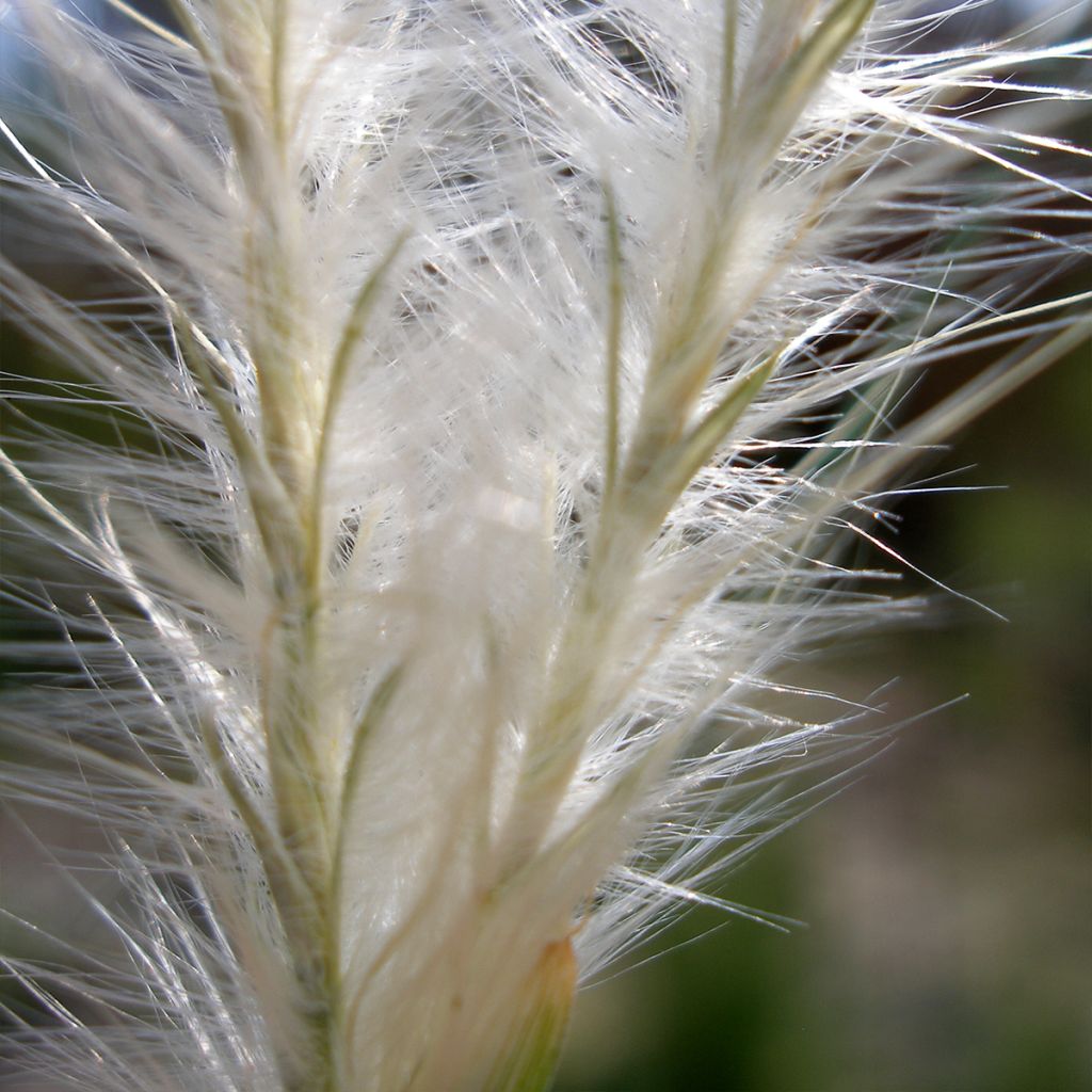 Andropogon ternarius - Barbon fendu (Splitbeard Bluestem)