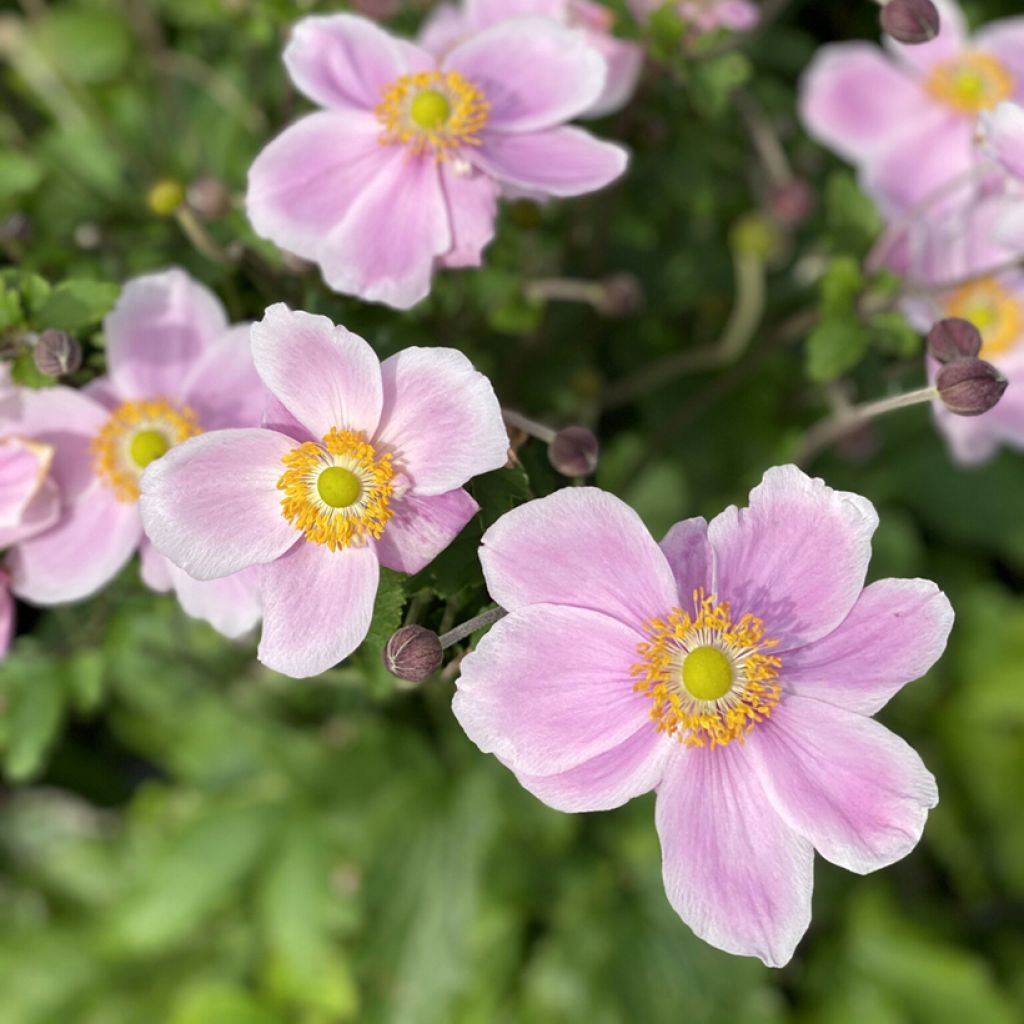 Anemone hybride Royal Blush