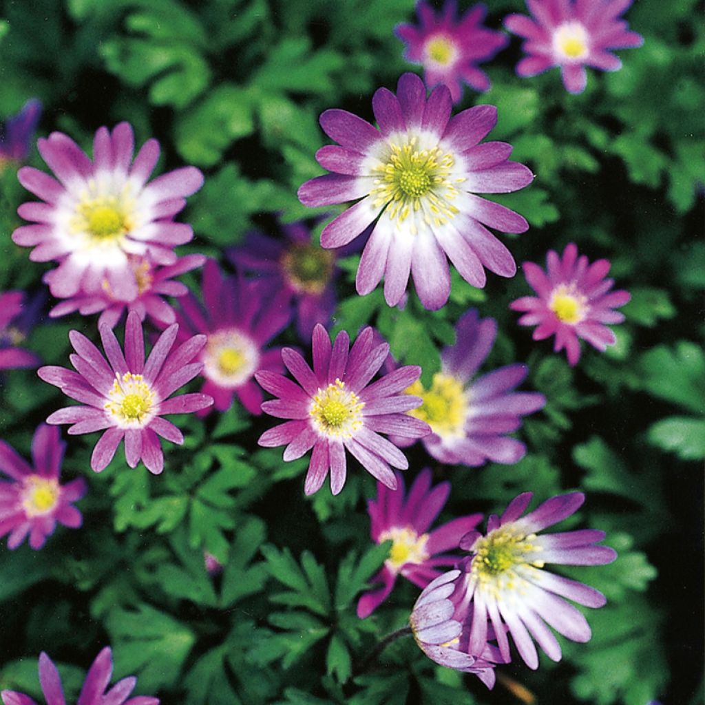 Anemone blanda Violet Star - Anémone de Grèce