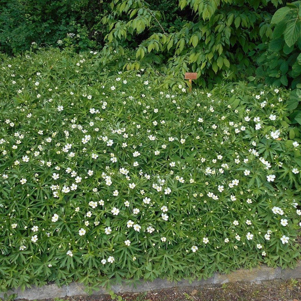 Anémone du Canada - Anemone canadensis