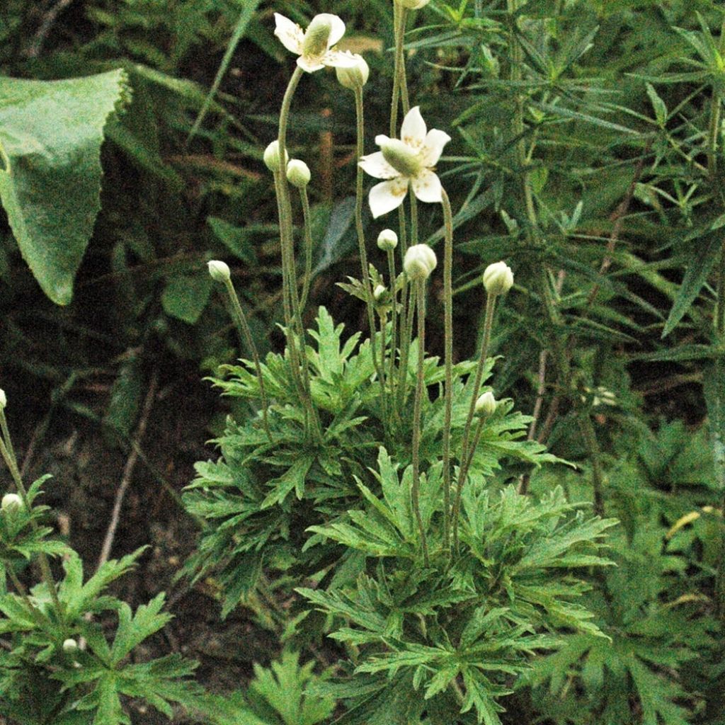 Anemone cylindrica - Anémone cylindrique