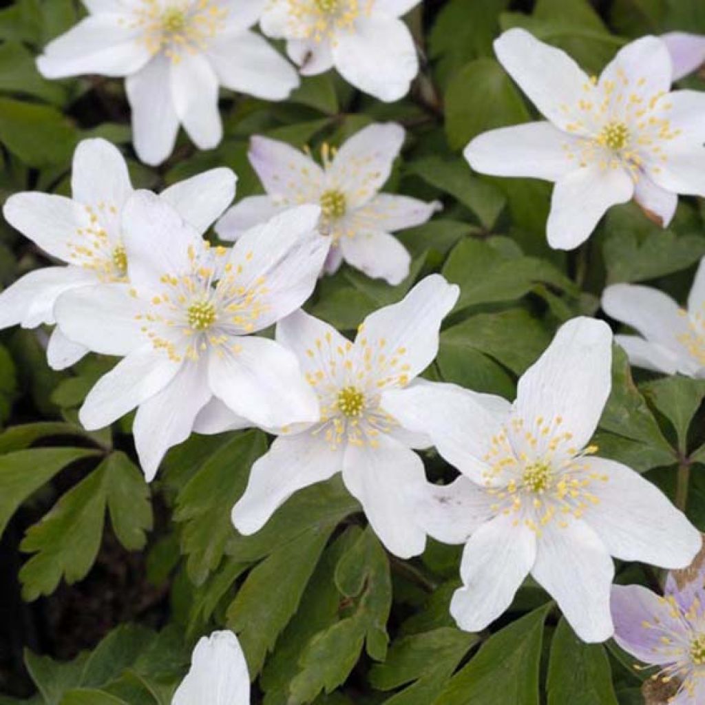 Anemone nemorosa - Anémone des bois