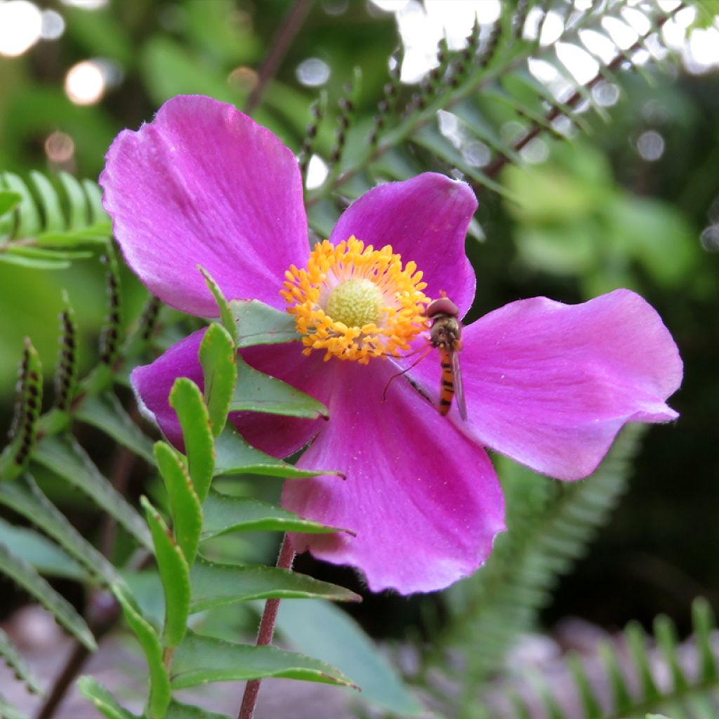 Anemone du Japon Alando rose - Anemone hupehensis