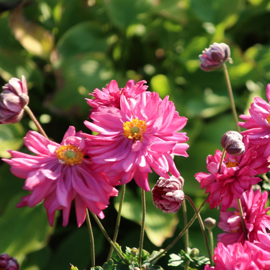 Anemone du Japon Fall in Love Sweetly