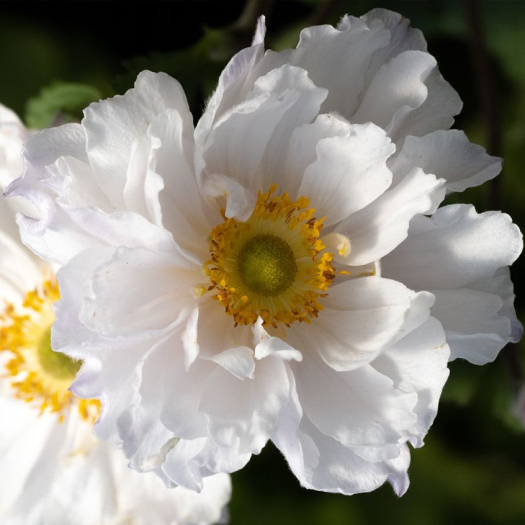 Anémone du Japon hybride Frilly Knickers - Variété vivace à floraison  automnale double blanche