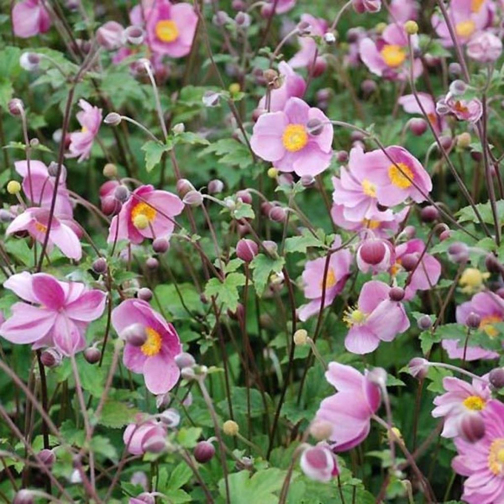 Anemone hupehensis Praecox