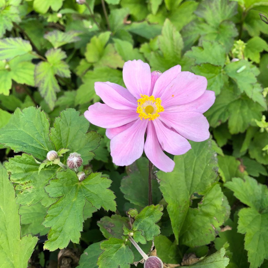 Anémone du Japon Pamina - Anemone hupehensis var. japonica