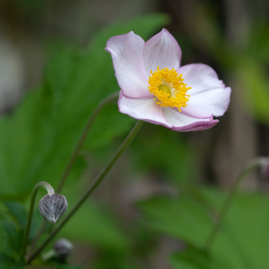 Anémone japonaise Hadspen Abundance