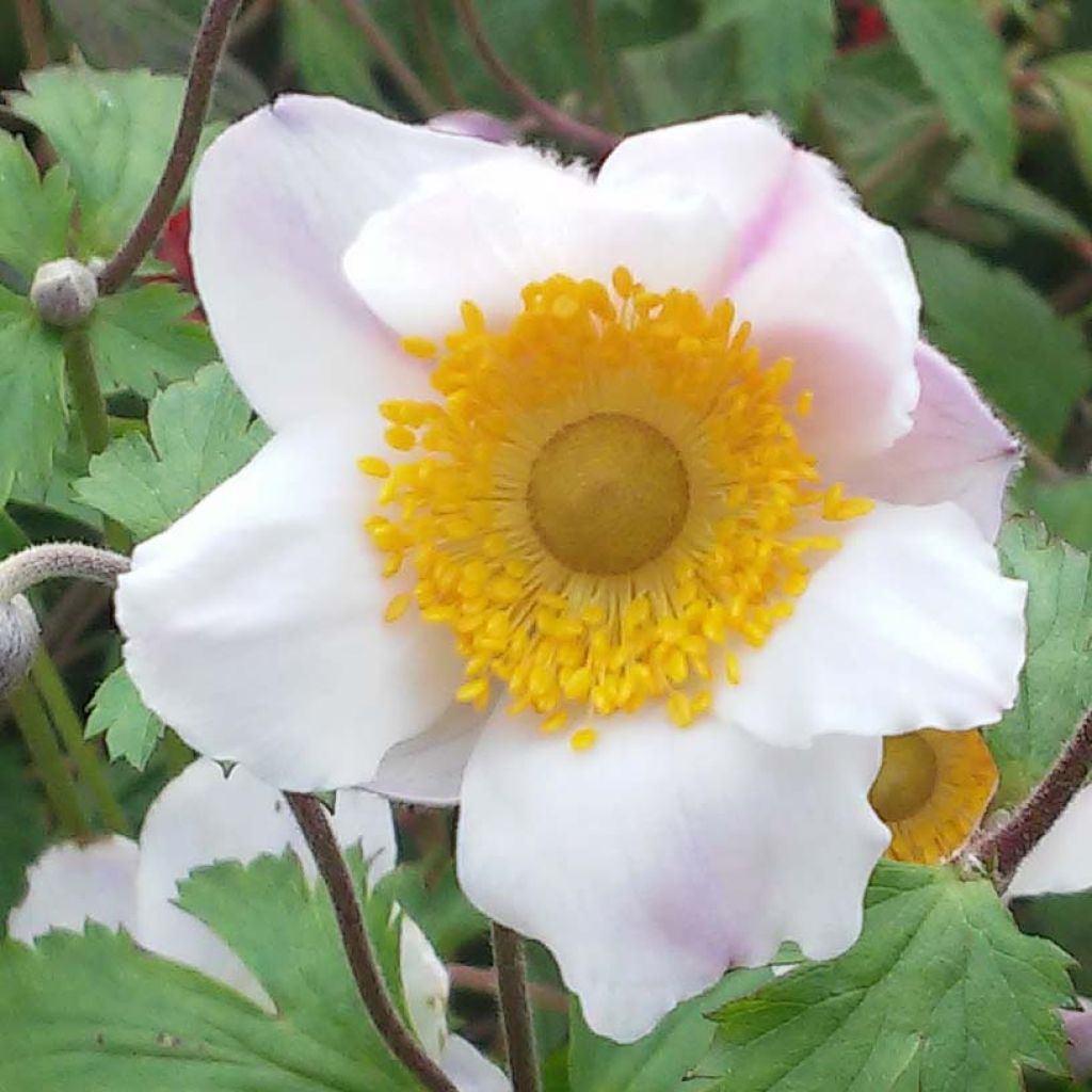 Anemone hybride Elfin Swan - Anémone japonaise.