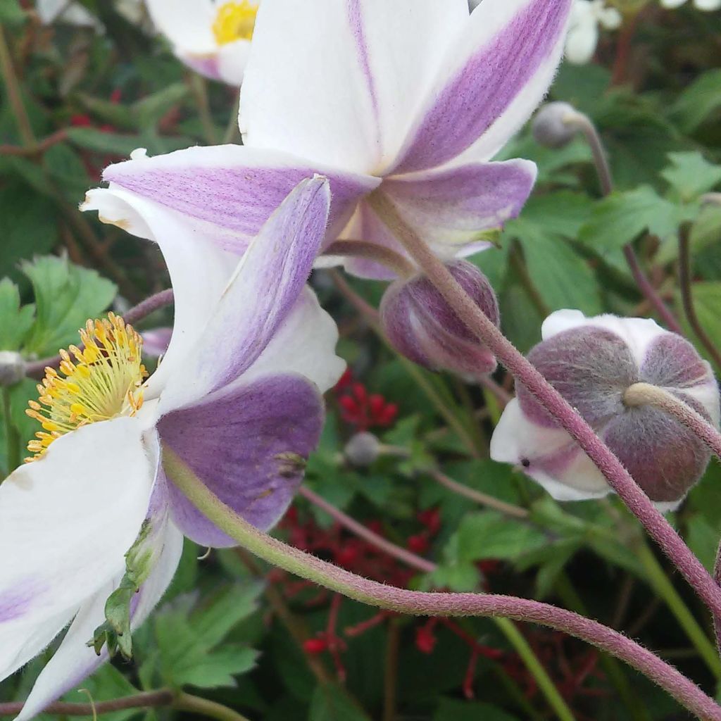 Anemone hybride Elfin Swan - Anémone japonaise.