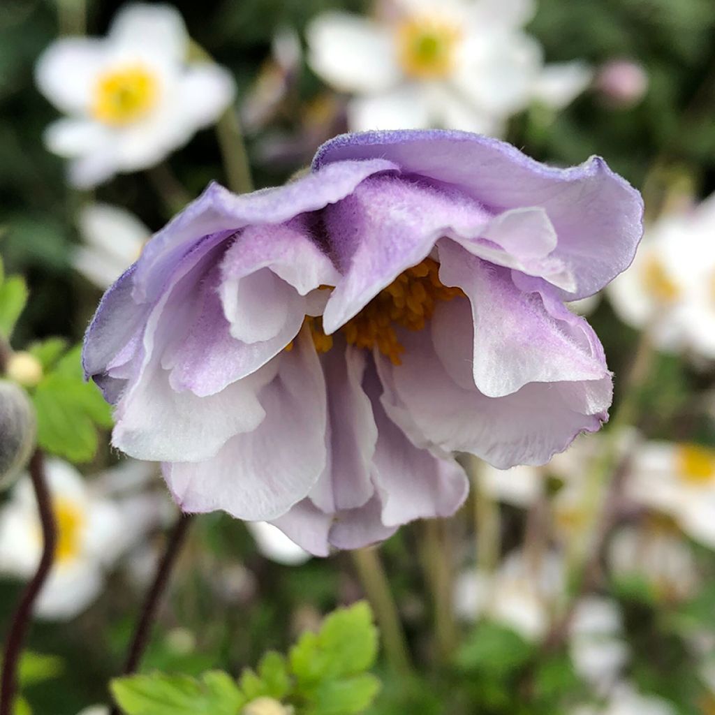 Anemone hybride Elfin Swan - Anémone japonaise.