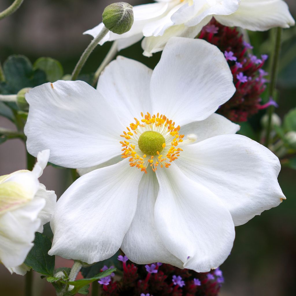 Anémone japonaise Honorine Jobert