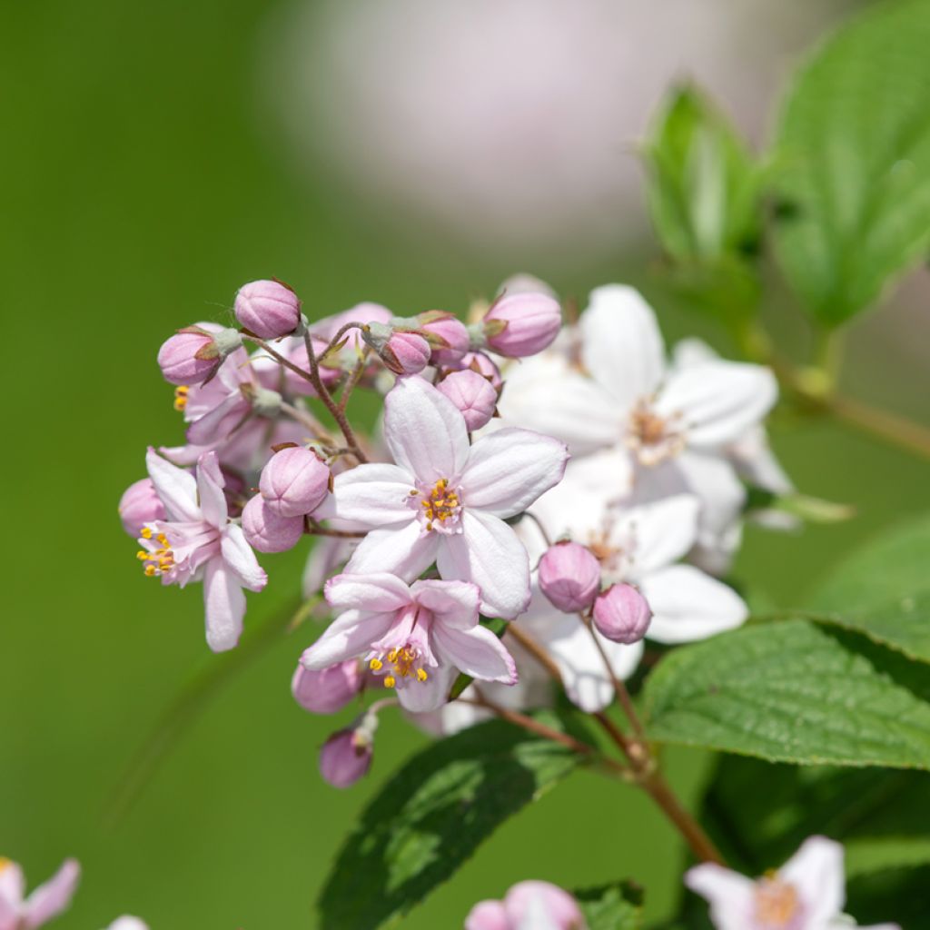Anémone japonaise Mont Rose