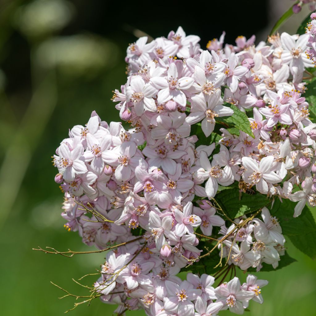 Anémone japonaise Mont Rose