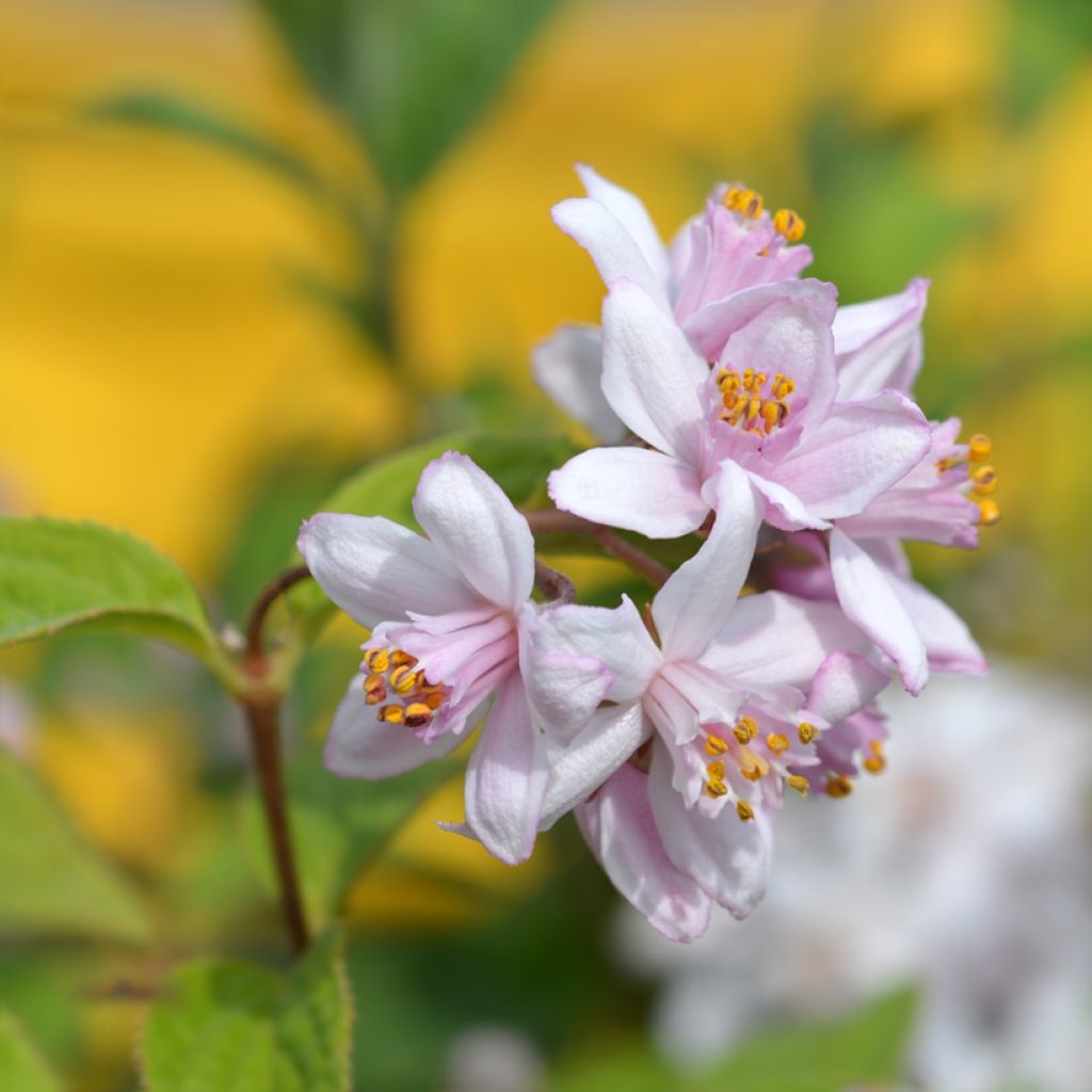Anémone japonaise Mont Rose