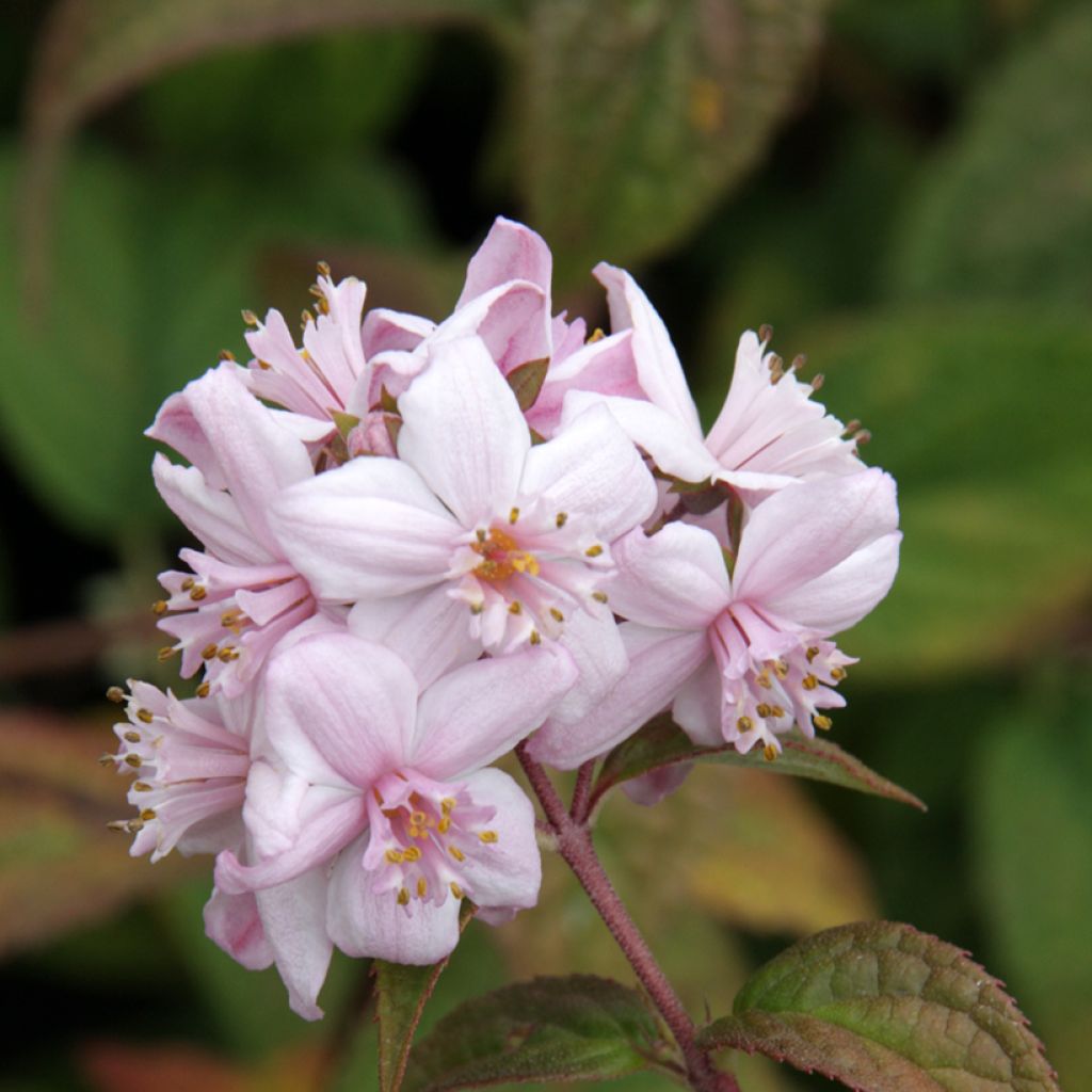 Anémone japonaise Mont Rose
