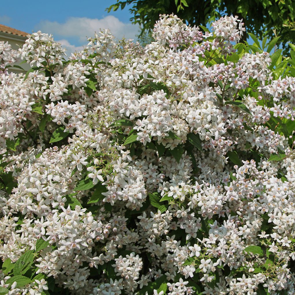 Anémone japonaise Mont Rose