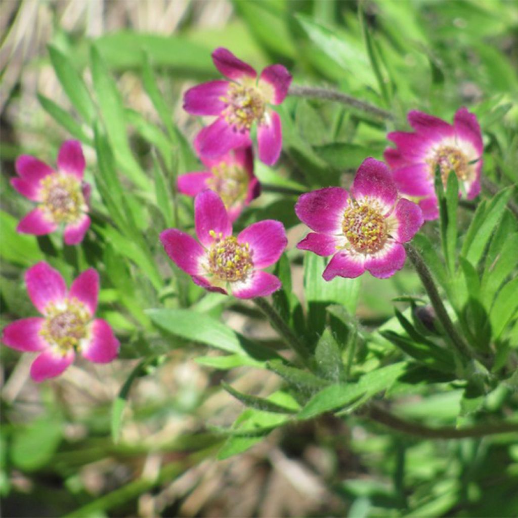 Anemone multifida Rubra - Anémone multifide 