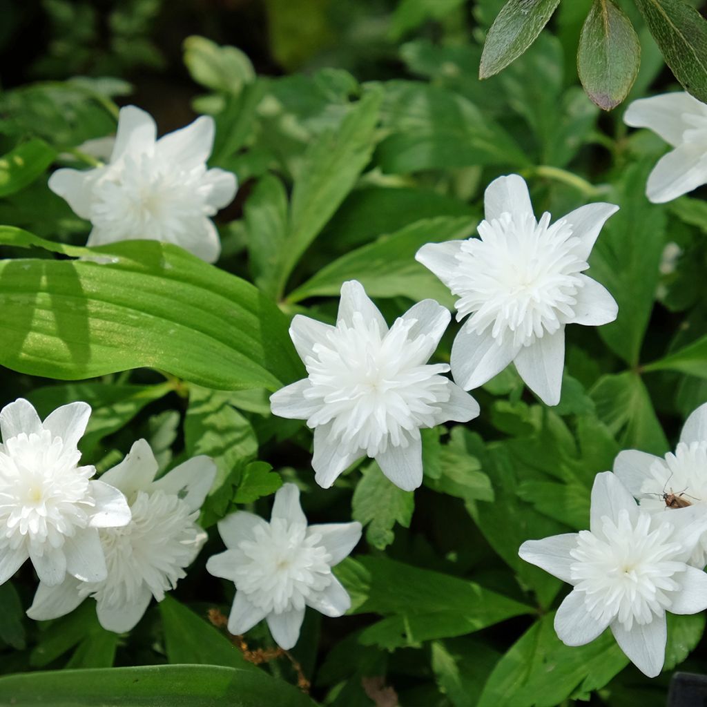 Anémone nemorosa Vestal - Anémone des bois