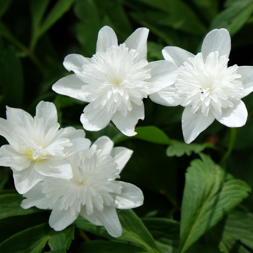 Anémone nemorosa Vestal - Anémone des bois