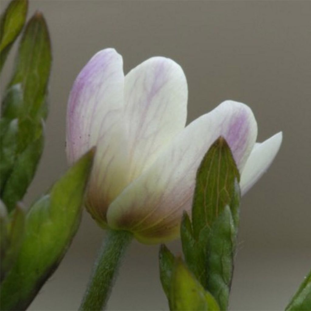 Anemone nemorosa Lucia NU